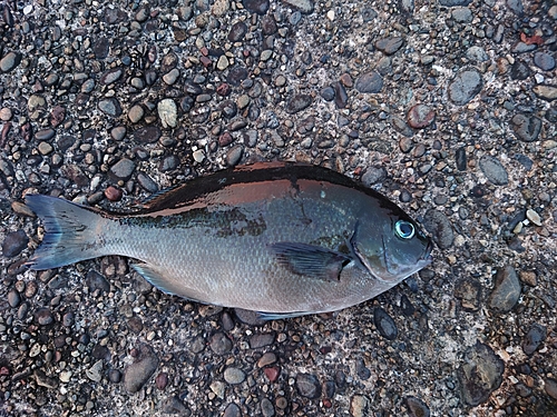 オナガグレの釣果