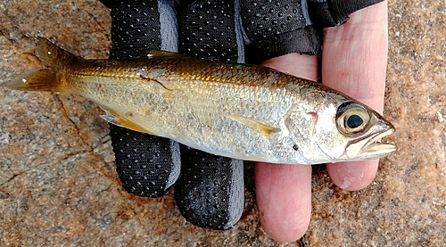 ムツの釣果