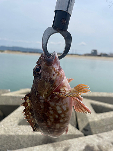 アラカブの釣果