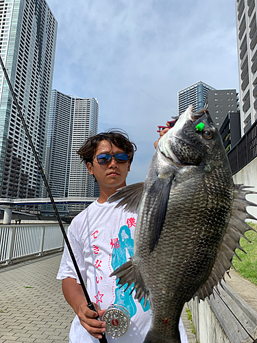 クロダイの釣果