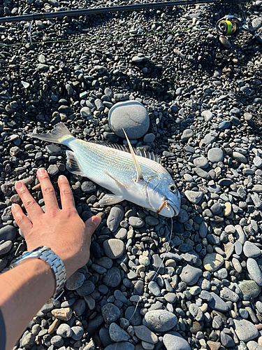 ヘダイの釣果