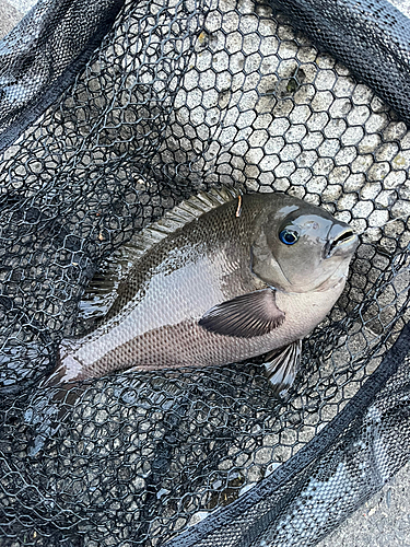 グレの釣果