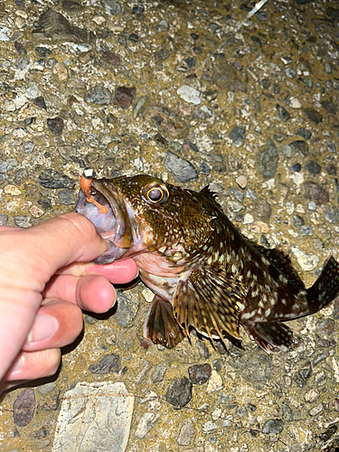 ガシラの釣果