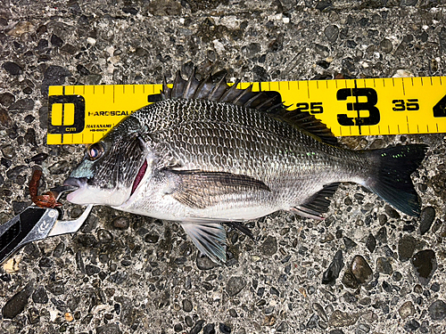 クロダイの釣果