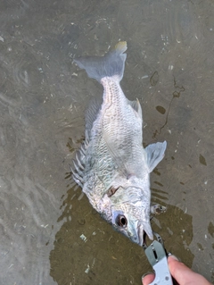 キビレの釣果