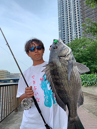 クロダイの釣果