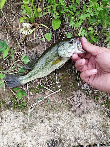 ラージマウスバスの釣果