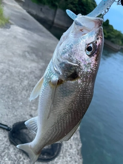 シログチの釣果