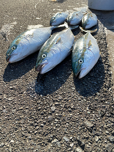 ヤズの釣果