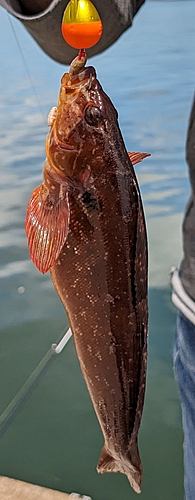 ウサギアイナメの釣果