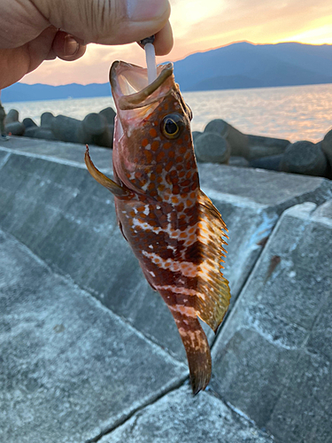 アコウの釣果