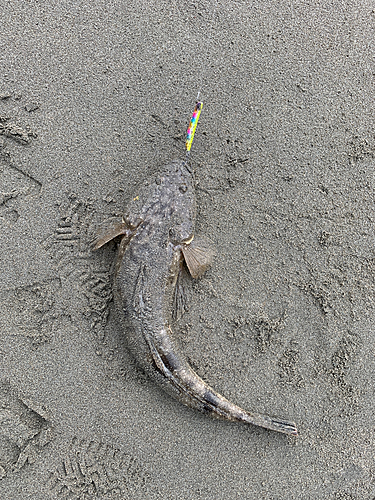 マゴチの釣果