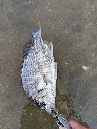 キビレの釣果