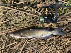 アメリカナマズの釣果