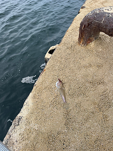 キスの釣果