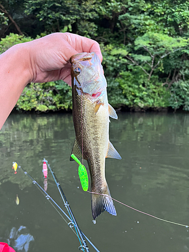 ラージマウスバスの釣果