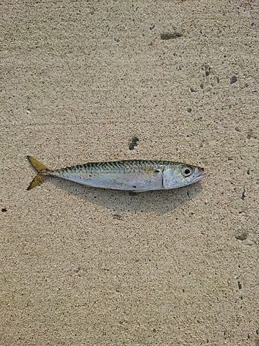 サバの釣果