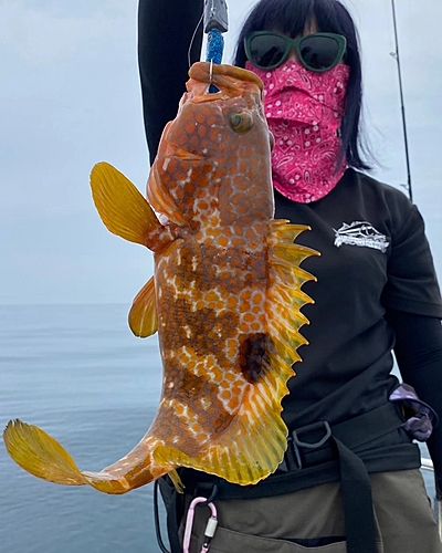 キジハタの釣果