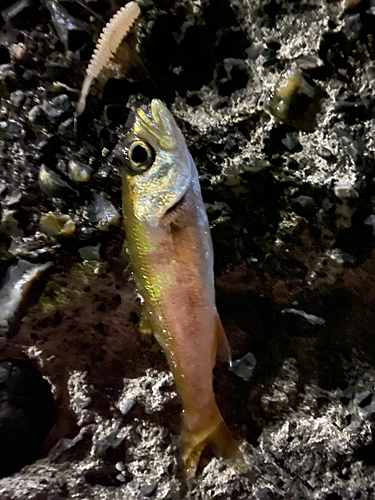 ムツの釣果