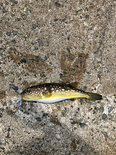 コモンフグの釣果