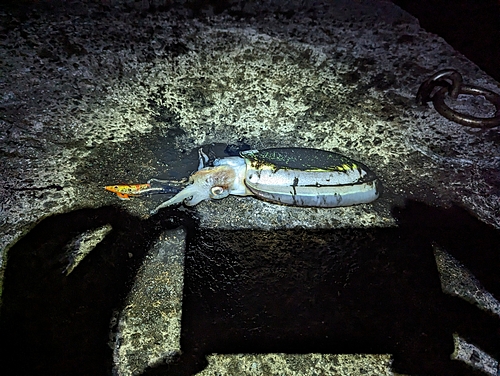 モンゴイカの釣果