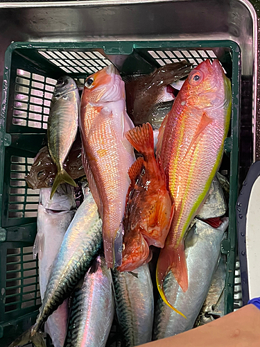 イトヨリダイの釣果