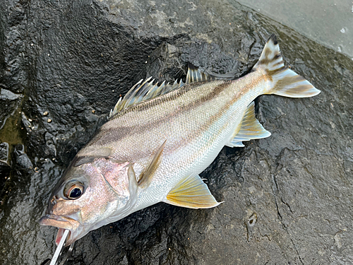 コトヒキの釣果