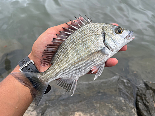 ミナミクロダイの釣果