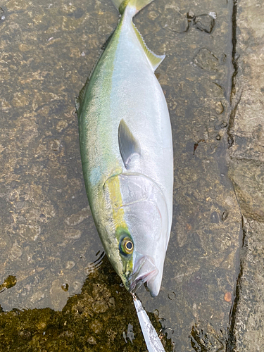 ワラサの釣果