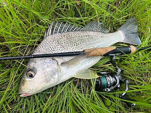 ホシミゾイサキの釣果