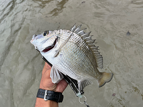 ミナミクロダイの釣果