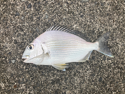 ヘダイの釣果