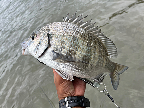 ミナミクロダイの釣果