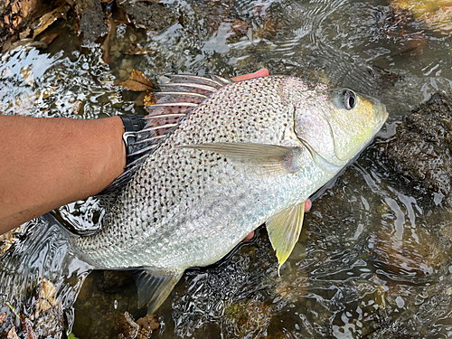 ホシミゾイサキの釣果