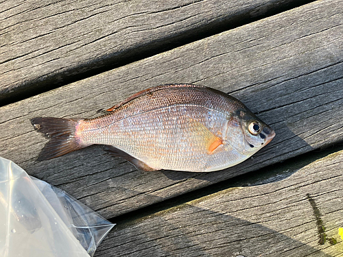 ウミタナゴの釣果