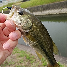 ブラックバス