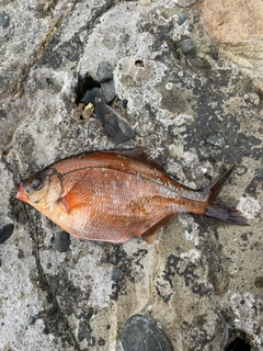 オキタナゴの釣果