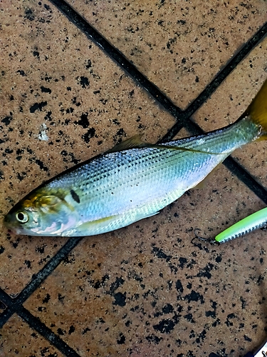 コノシロの釣果