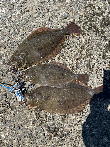 ヒラメの釣果