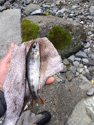 アマゴの釣果