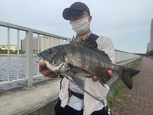 チヌの釣果