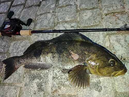 アイナメの釣果