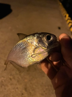 ハタンポの釣果