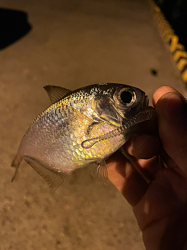 ハタンポの釣果