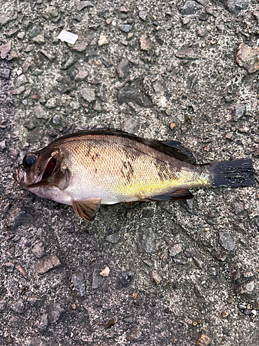 メバルの釣果