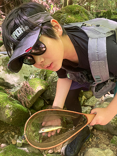 イワナの釣果