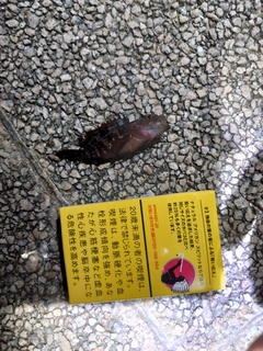 キジハタの釣果