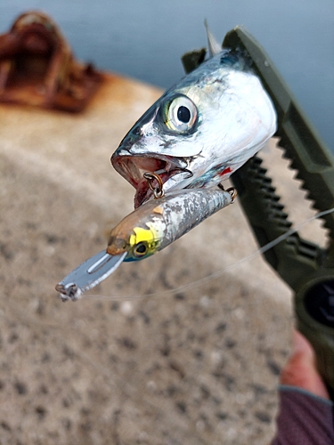 サバの釣果