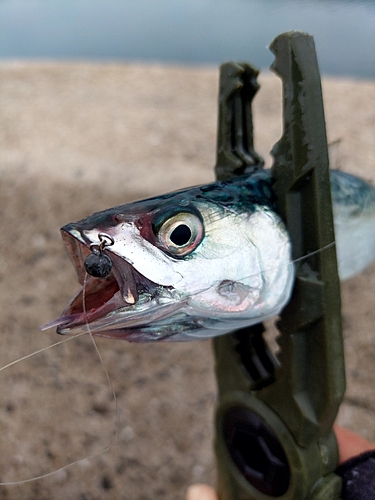 サバの釣果