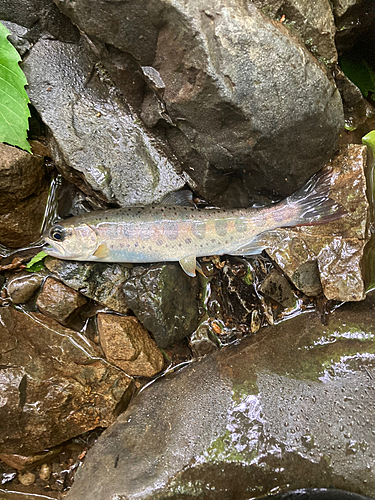 アマゴの釣果